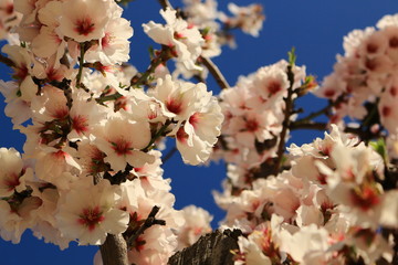 Almond blossom