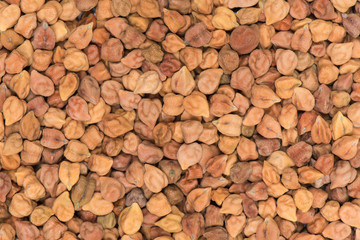 Dried chick pea background