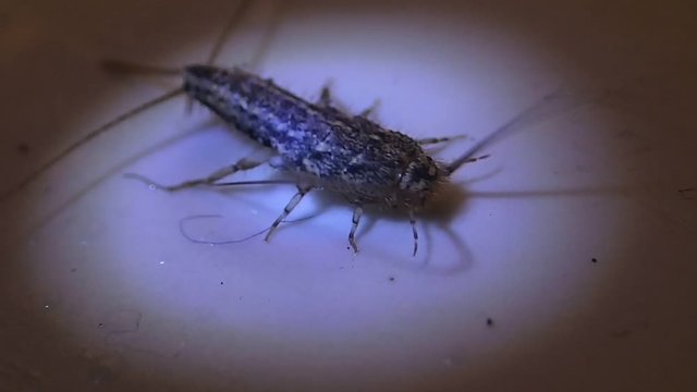 Silver fish insect 