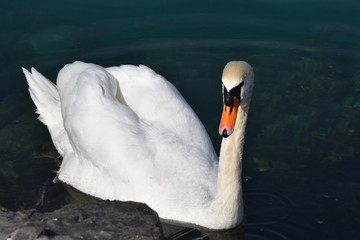 Lausanne' swan