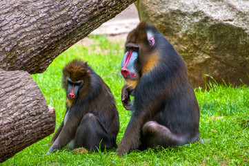 Mandrill