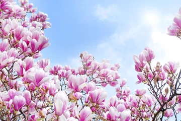 Deurstickers Magnolia bloeiende magnoliaboom