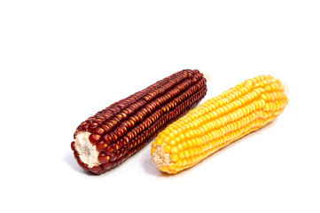 Corn cob isolated on white background