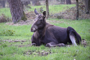 Elch liegt im Gras