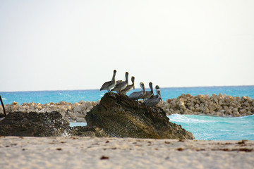 Fototapeta premium Caribbean sea. Pelicans sitting on a rock