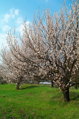 flowering tree apricot