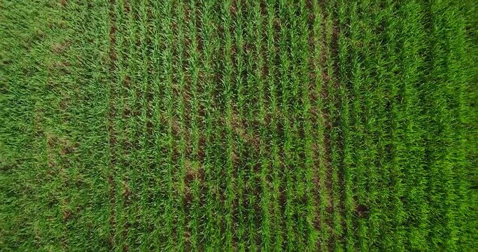 Natura e paesaggio: vista aerea di un campo, coltivazione, prato verde, campagna, agricoltura, alberi