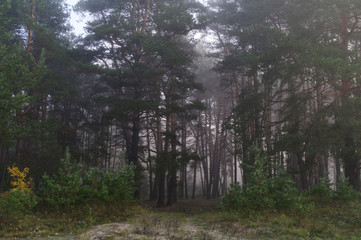 Pines in the forest with misty morning