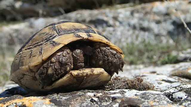 Baby tortoise getting its head out of its shell 