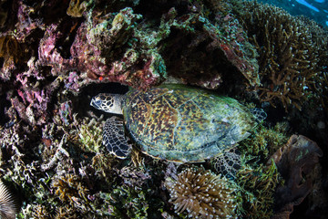 Obraz na płótnie Canvas Sleeping Hawksbill Sea Turtle on Reef