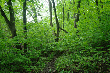 Spring Nature. Park with Green Grass and Trees.
