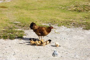 Hen with chicks