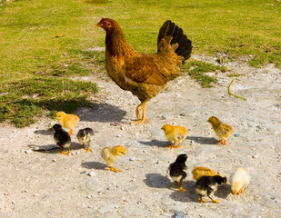 Hen and chicks
