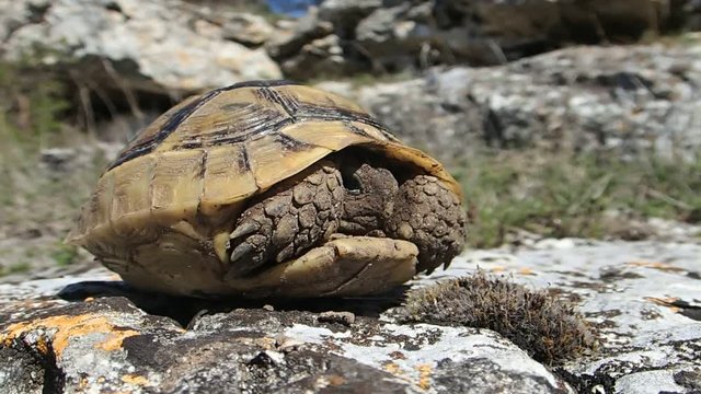 Baby tortoise getting out of its shell 
