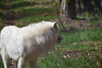 Tundra Wolf