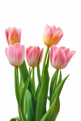 Bouquet of five pink tulips isolated on a white background.