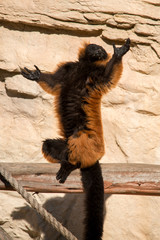 Red ruffed lemur  © st_matty