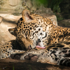 Fototapeta na wymiar Young Jaguar with Mother