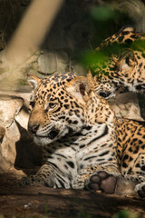 Young Jaguar with Mother