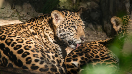 Young Jaguar with Mother