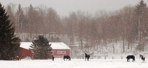 Horses in Winter Rural Farm Scene