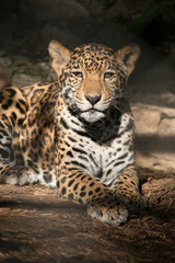 Fototapeta na wymiar Young Jaguar