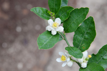 lemon flower blossom in garden background