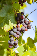 Grapes prosper well at the housewall