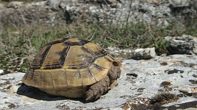 Baby tortoise turning 