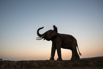 Fototapeta na wymiar Thailand Mahout man and elephant silhouette on the park sunrise