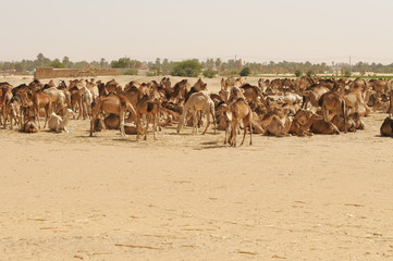 Herd of African camels ( dromedaries) in Sudan
 - obrazy, fototapety, plakaty