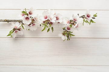 Flor del almendro sobre madera blanca