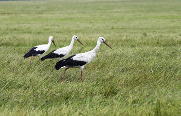 White storks walk across the field in search of food. 