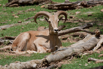 Mouflon Sheep