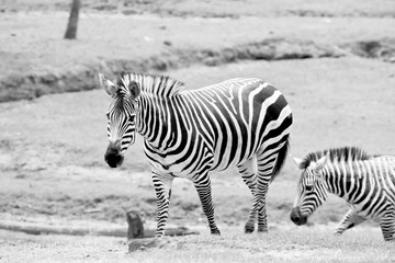 Wilking Zebras © MISHELLA