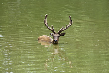 Swiming stag