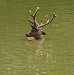 Swiming stag