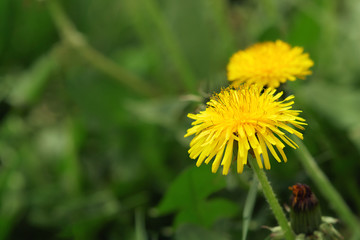 Dandelion flowers in a field, selective focus with green blurry background. Copy space