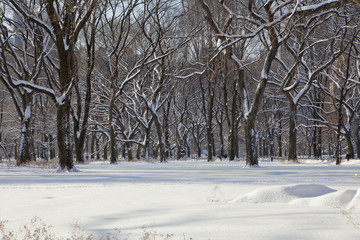 Central Park, New York. Beautiful park in beautiful city.