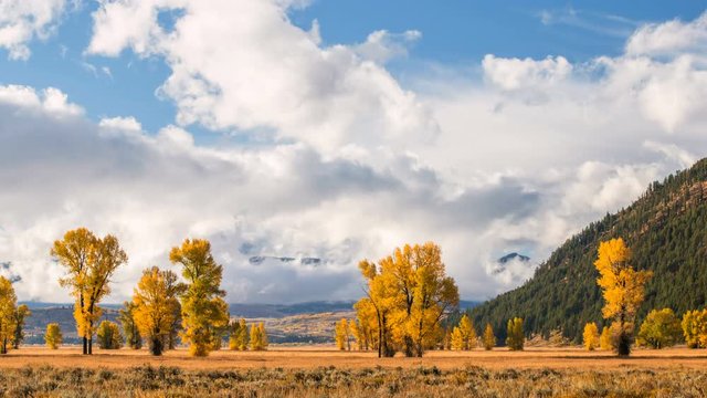 Time lapse of low clouds and trees during Fall