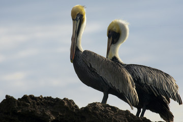 Caribbean sea. Pelicans sitting on a rock