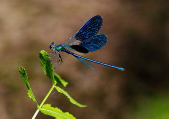 libellula