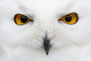 Boze ogen van de sneeuw - Sneeuwuil (Bubo scandiacus) close-up portret