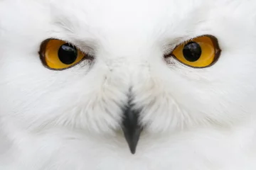 Abwaschbare Fototapete Eule Böse Augen des Schnees - Nahaufnahme der Schneeeule (Bubo scandiacus)