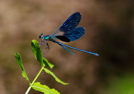 libellula