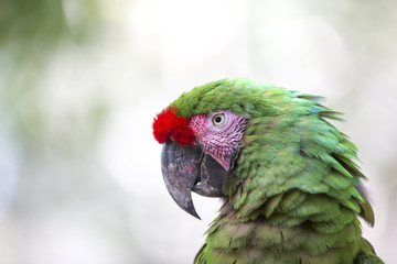 portrait of a parrot