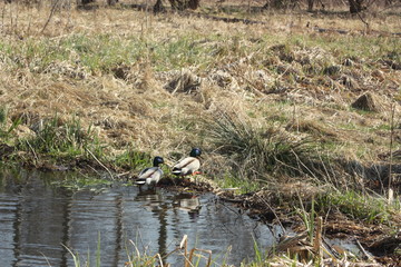 Ducks in the lake on the forest