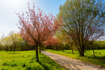 japanese cherry blossoms