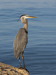 Great Blue Heron ( Ardea Herodias) standing on a jetty on the Gulf of Mexico at St. Pete Beach, Florida.