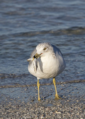 Ring billed Gull ( Larus delawarensis) eating a fish on St. Pete Beach, Florida.